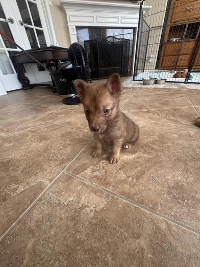 Teddy — thumbnail 3