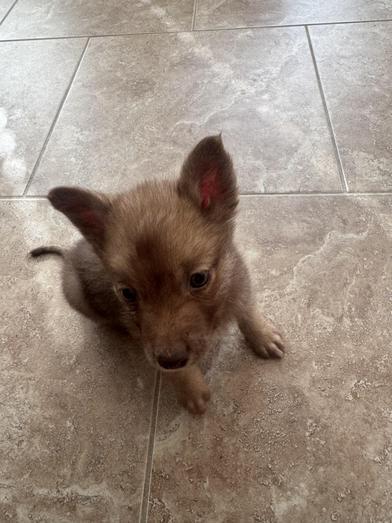 Teddy — thumbnail 4