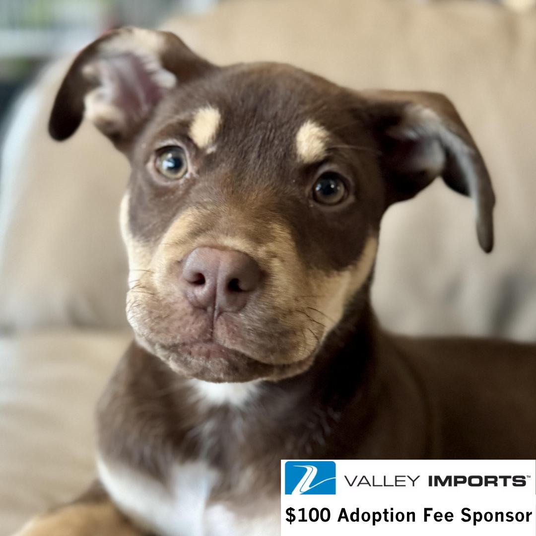 Enlarge Rikki-Tikki-Tavi, a Adoptable mixed breed in Fargo, ND image 1/3