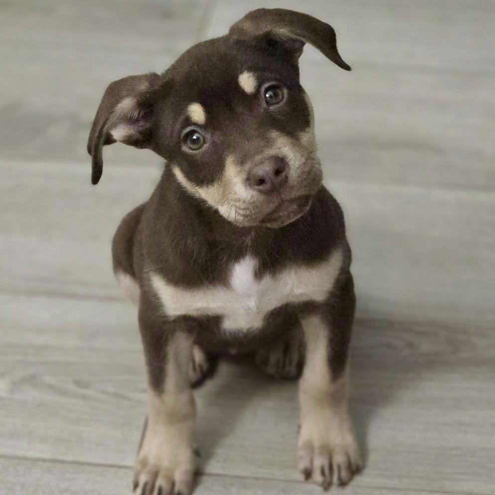 Enlarge Rikki-Tikki-Tavi, a Adoptable mixed breed in Fargo, ND image 2/3