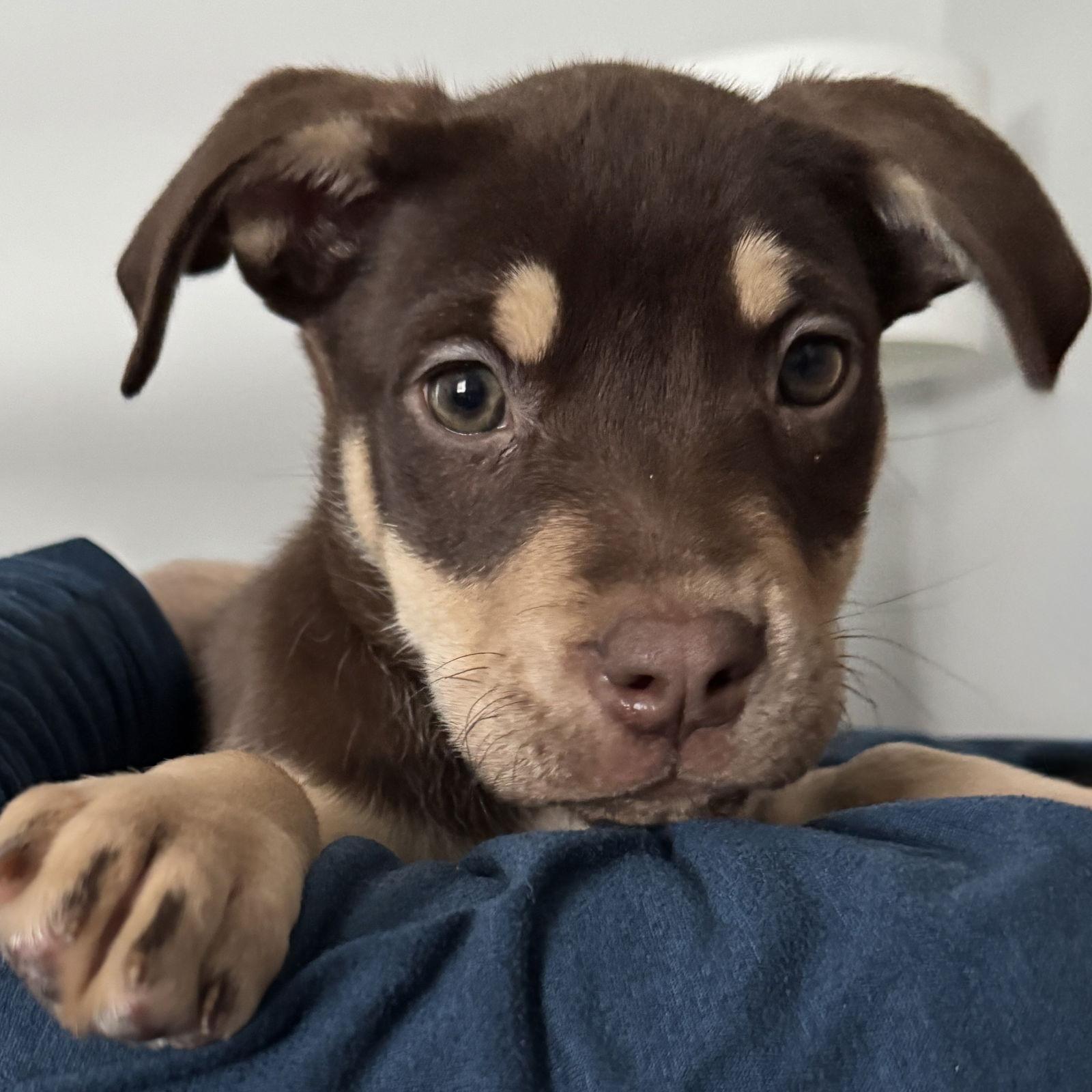 Rikki-Tikki-Tavi — thumbnail 2