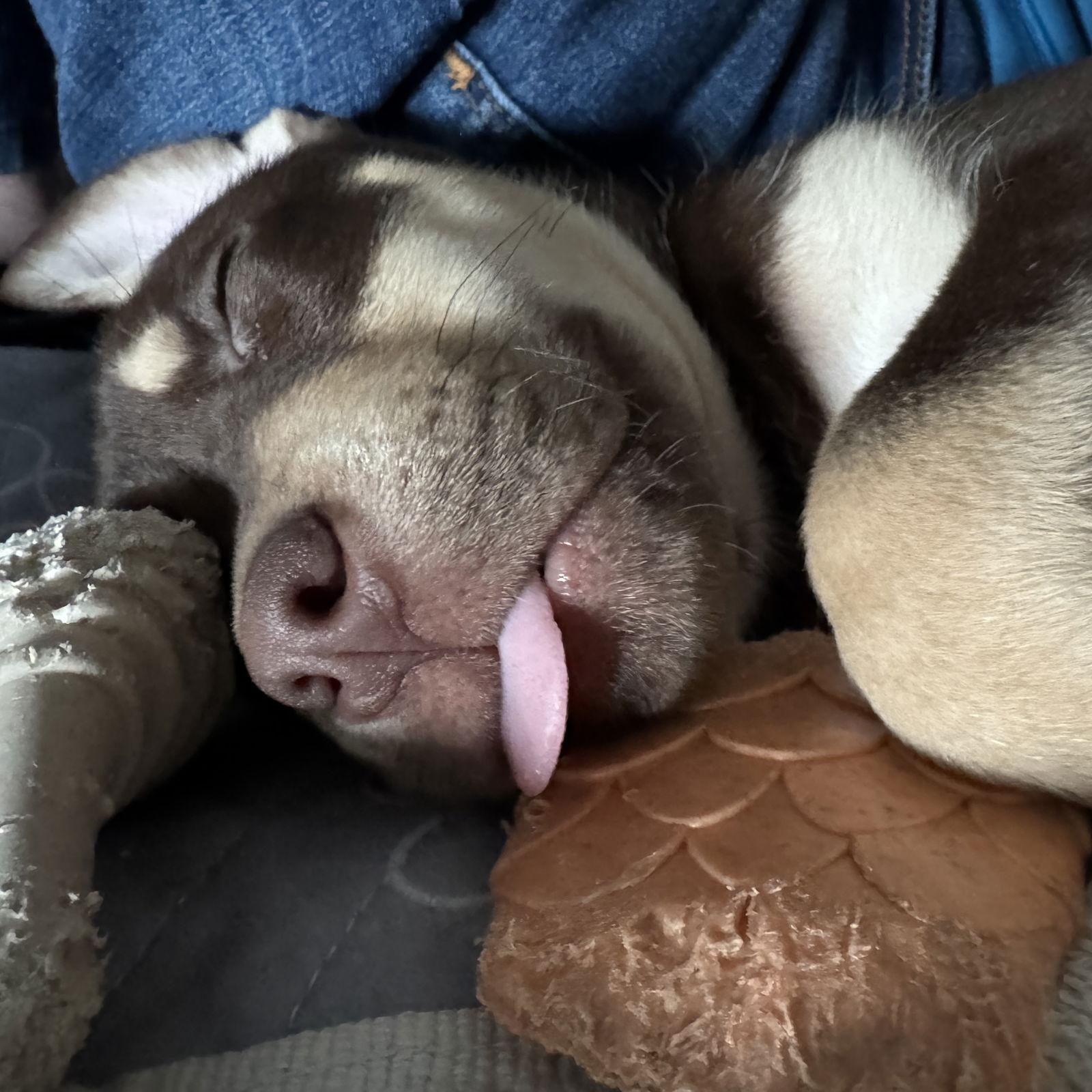 Enlarge Rikki-Tikki-Tavi, a Adoptable mixed breed in Fargo, ND image 3/3