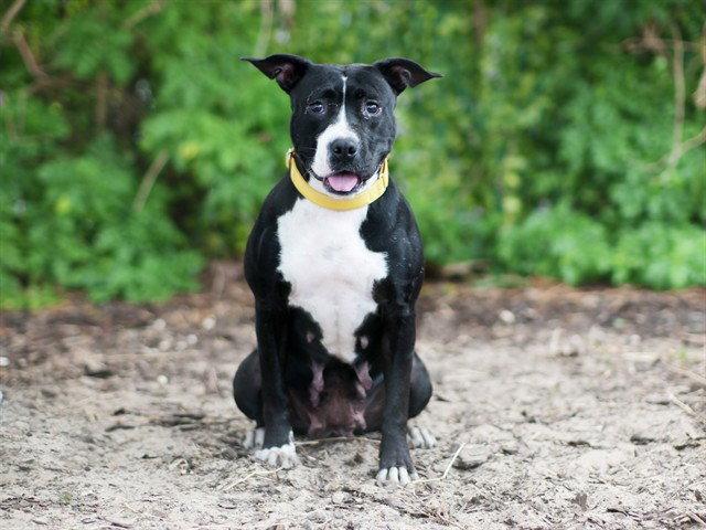 Enlarge MAYA, a Adoptable Pit Bull Terrier in Tavares, FL image 1/1
