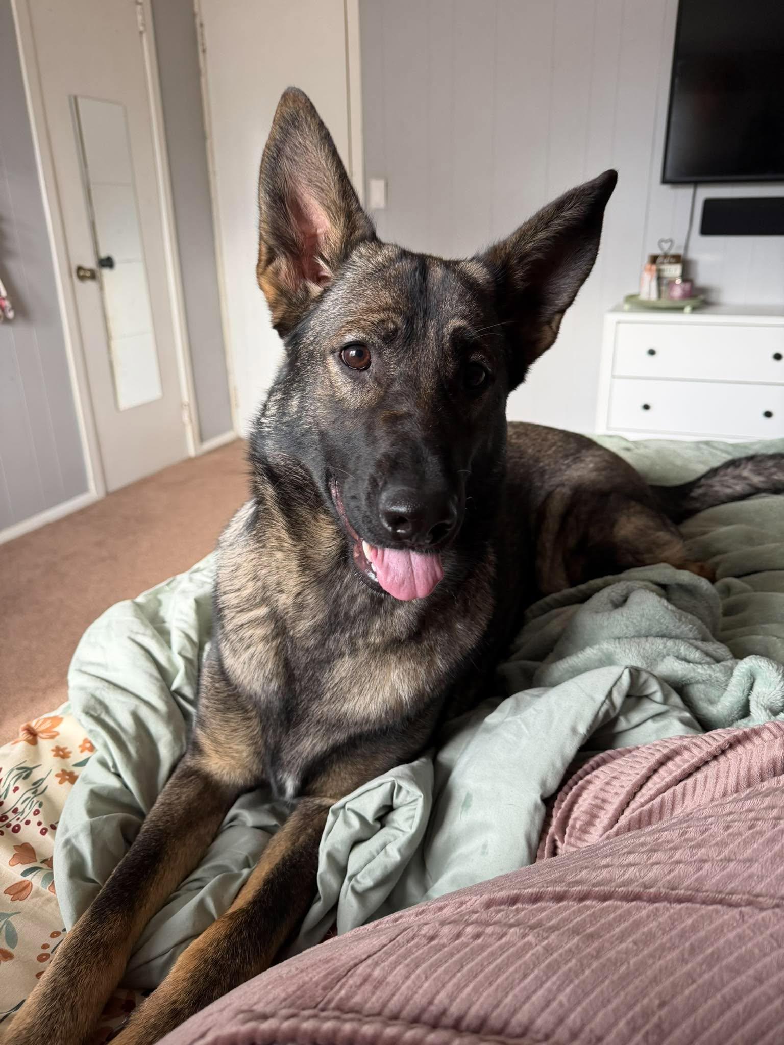 Mila, Adoptable, Young Female Belgian Shepherd / Malinois.