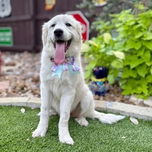 Snowy, an adopted Great Pyrenees in Southport, CT image 5/6