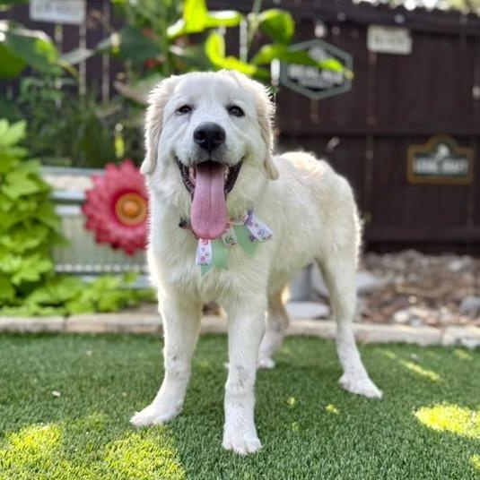 Snowy, an adopted Great Pyrenees in Southport, CT image 3/6