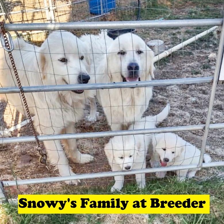 Snowy, an adopted Great Pyrenees in Southport, CT image 6/6