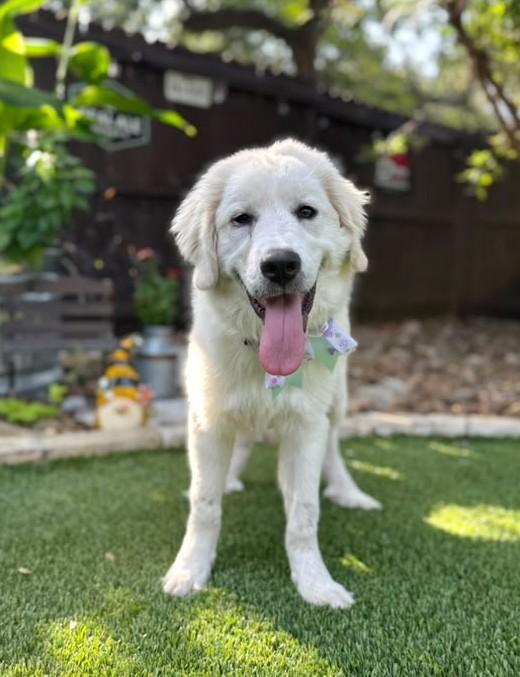 Snowy, an adopted Great Pyrenees in Southport, CT image 4/6