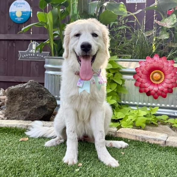 Snowy, adopted, Puppy Female Great Pyrenees.