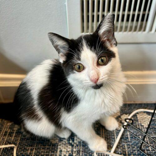 Enlarge Guppy, a Adoptable Domestic Short Hair in Fishers, IN image 3/5