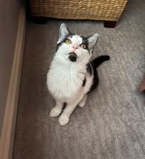 Enlarge Guppy, a Adoptable Domestic Short Hair in Fishers, IN image 4/5