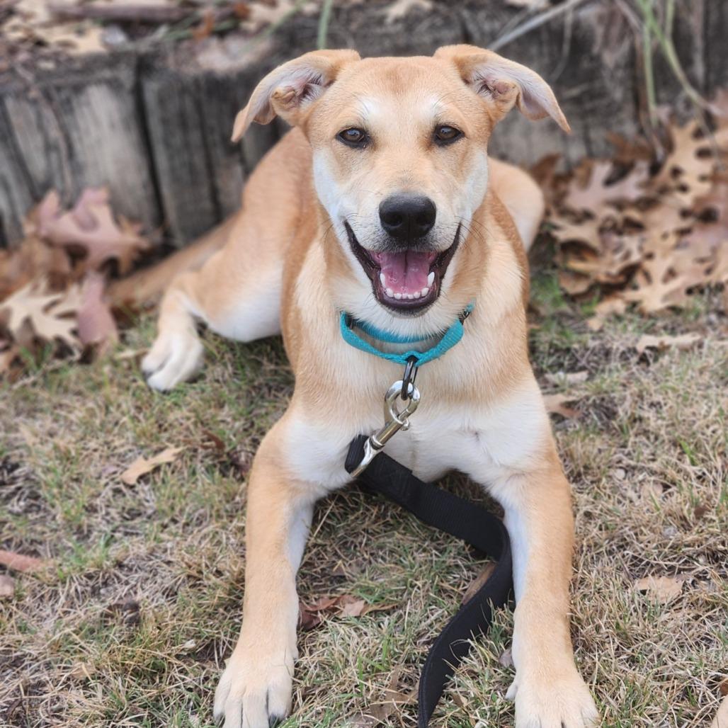 Cypress DD — thumbnail 3