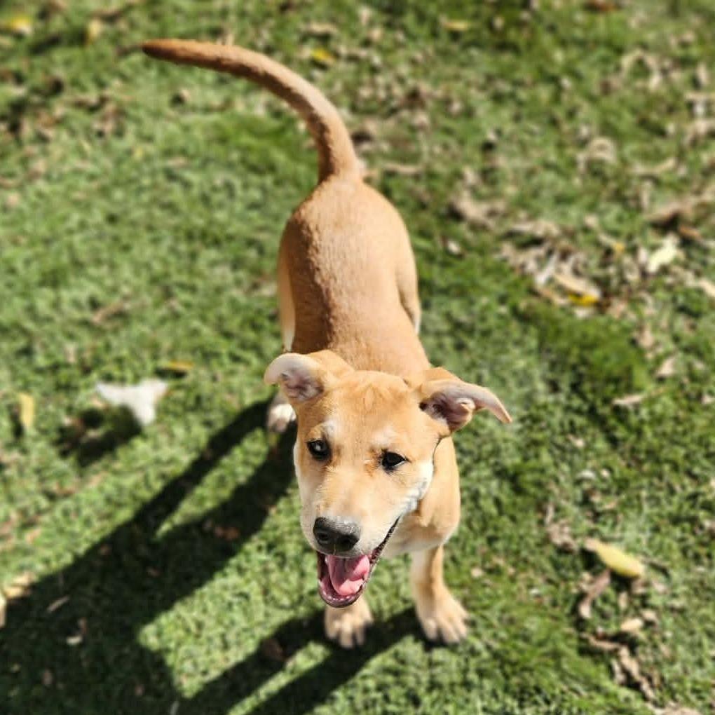 Cypress DD — thumbnail 4