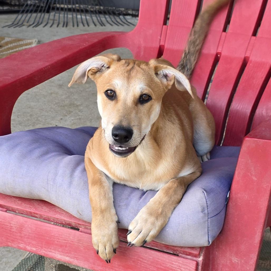 Cypress DD — thumbnail 5