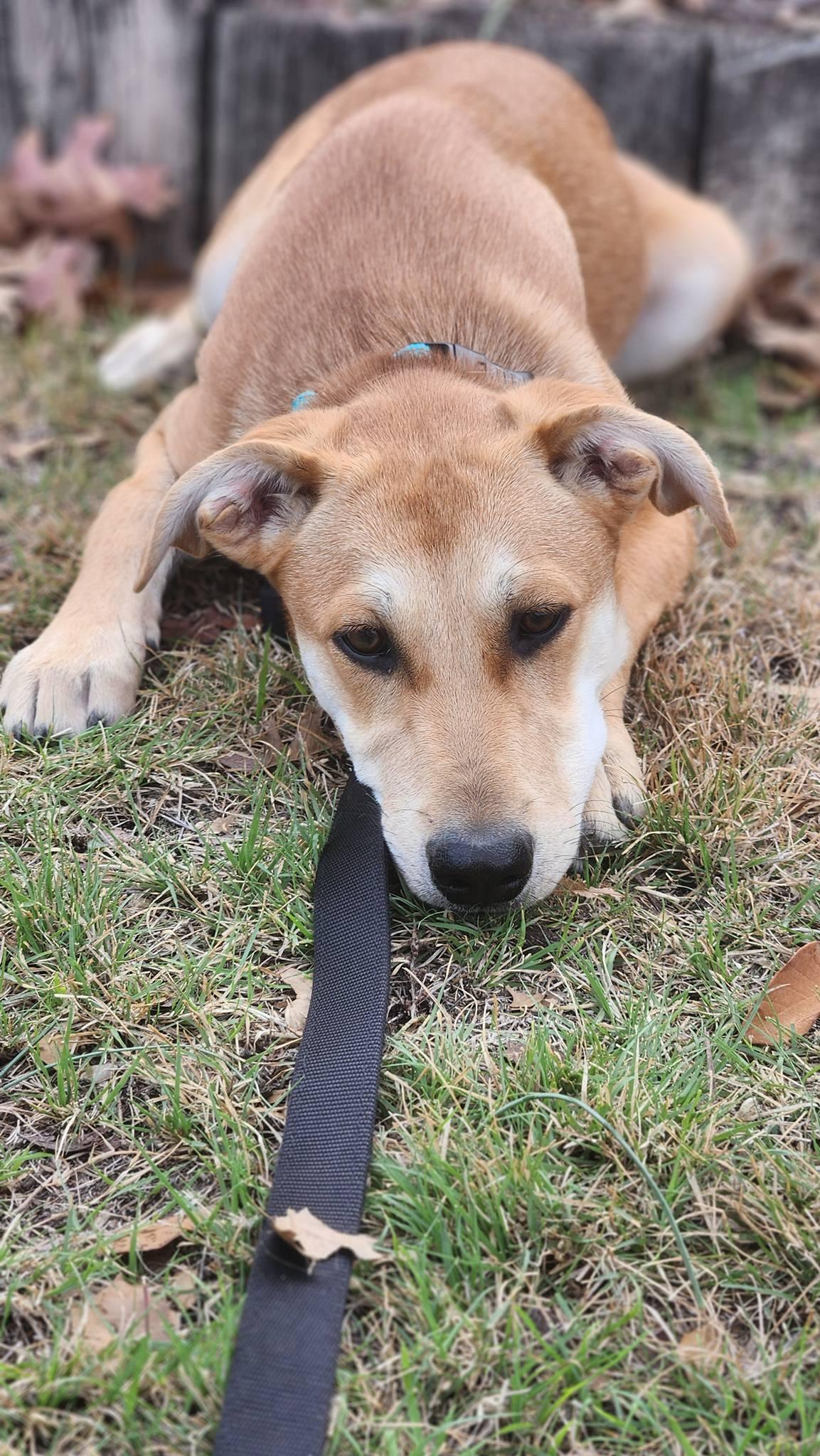 Cypress DD — thumbnail 6