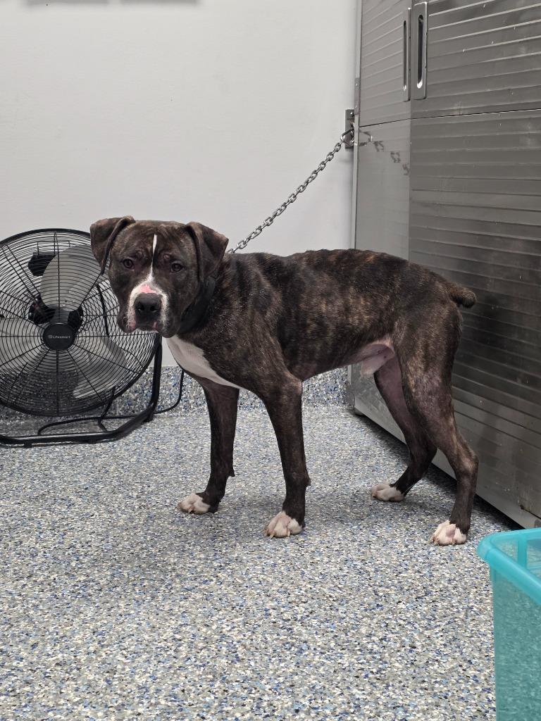 Timber, Adoptable, Adult Male Mixed Breed & Boxer.