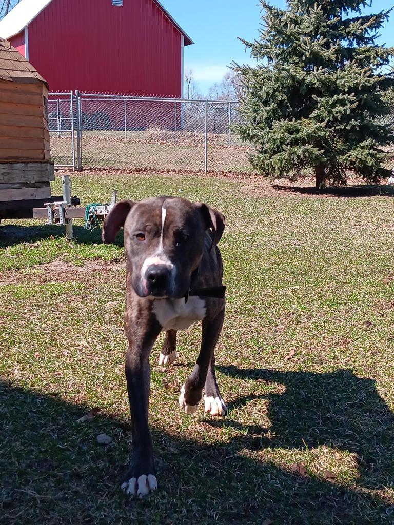 Enlarge Timber, a Adoptable mixed breed in Angola, IN image 3/3