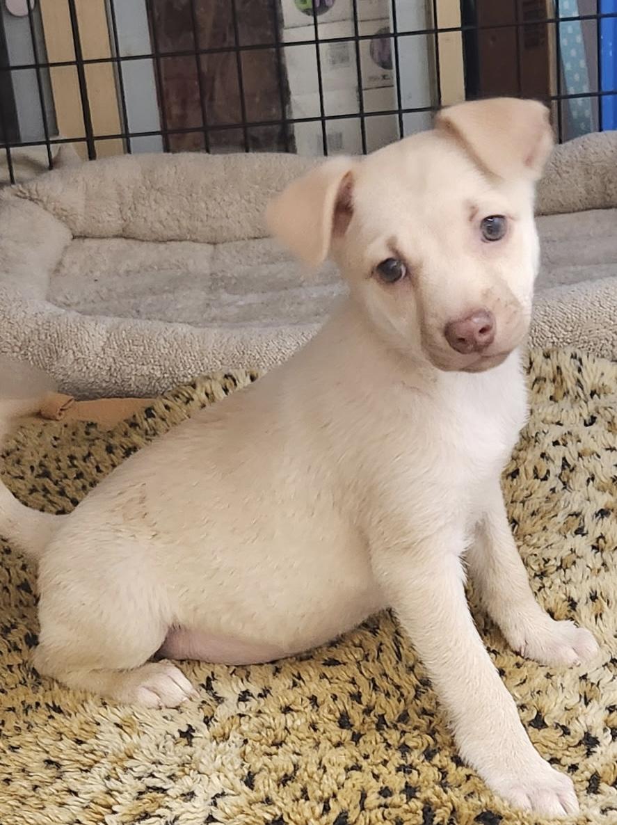 Enlarge Brody, a ADOPTABLE Chiweenie in Los Angeles, CA image 2/4