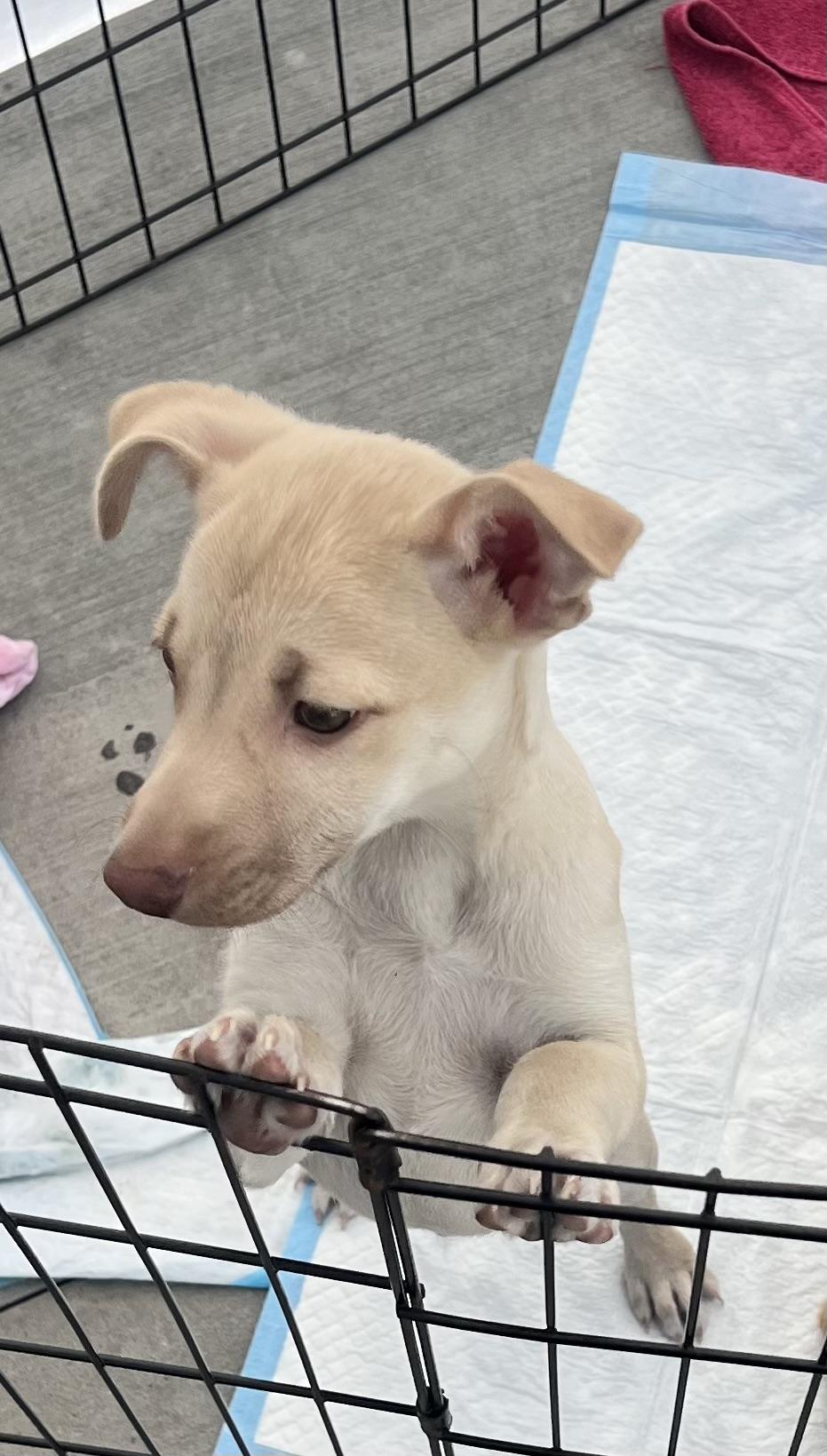 Enlarge Brody, a ADOPTABLE Chiweenie in Los Angeles, CA image 4/4