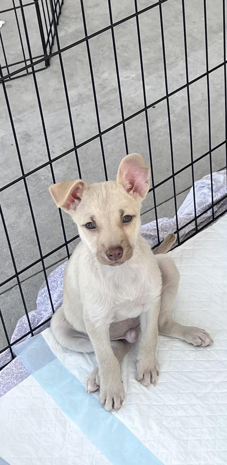 Enlarge Brody, a ADOPTABLE Chiweenie in Los Angeles, CA image 3/4