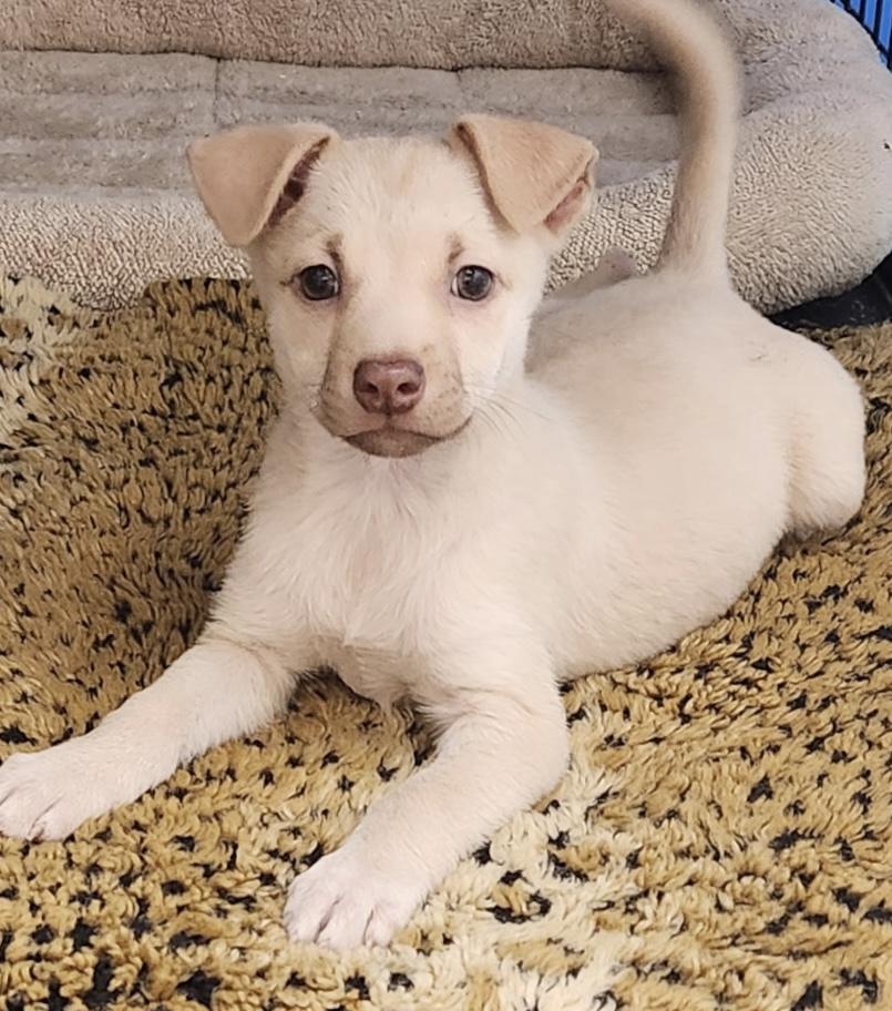 Enlarge Brody, a ADOPTABLE Chiweenie in Los Angeles, CA image 1/4