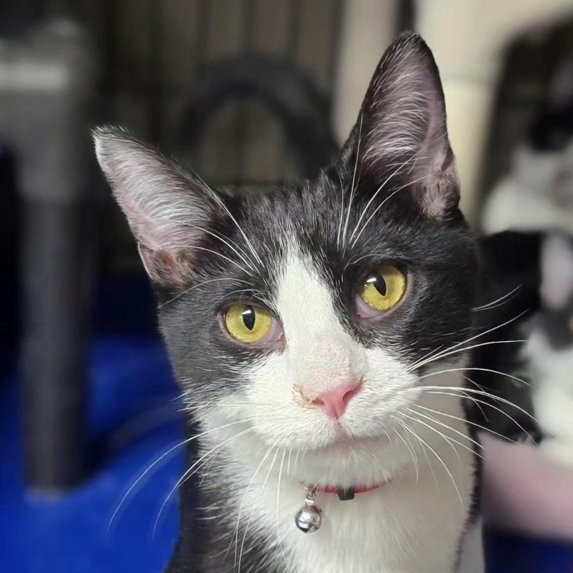 Enlarge Tundra, an adopted Domestic Short Hair in Wilmington, OH image 1/1