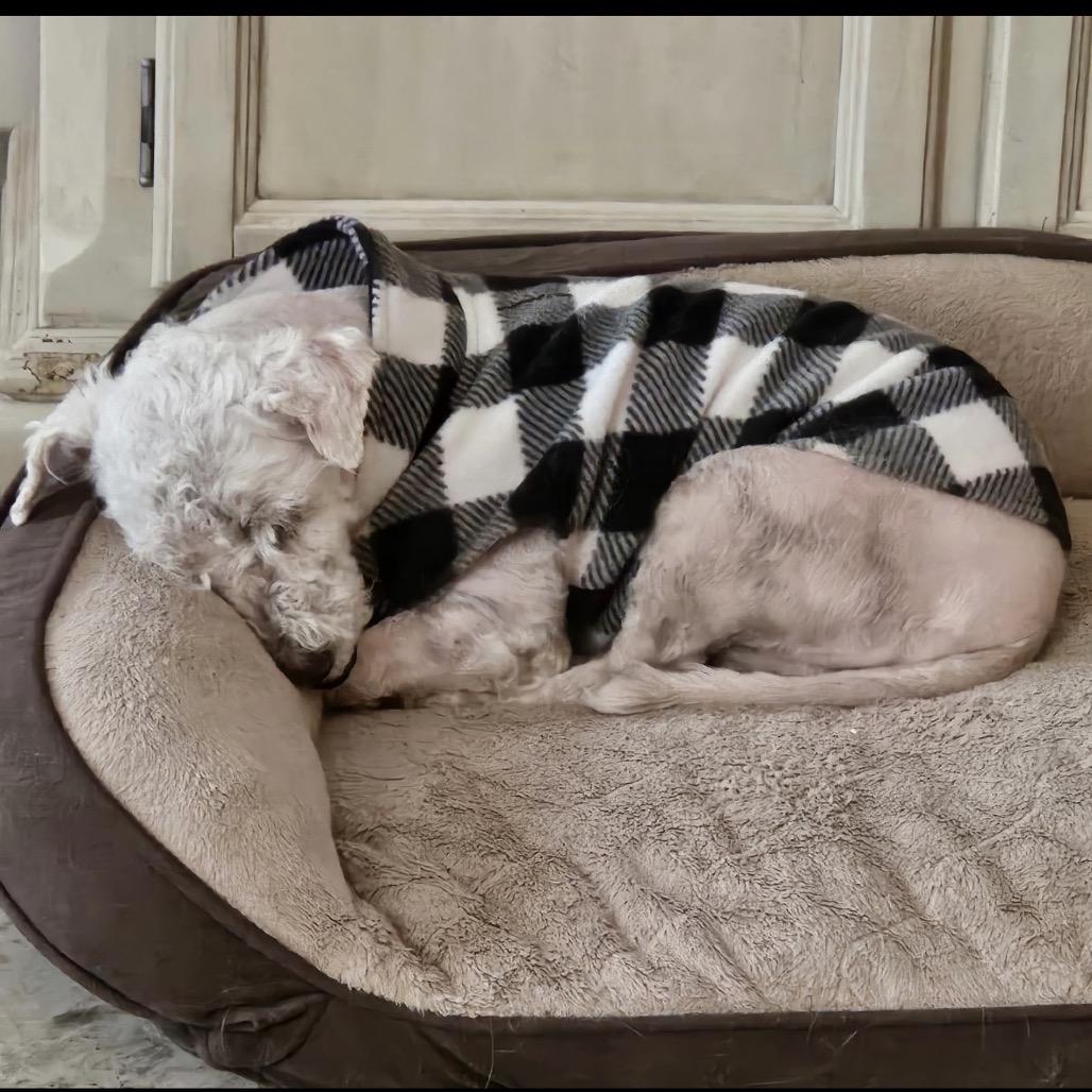 Alvin, Adoptable, Senior Male Poodle.