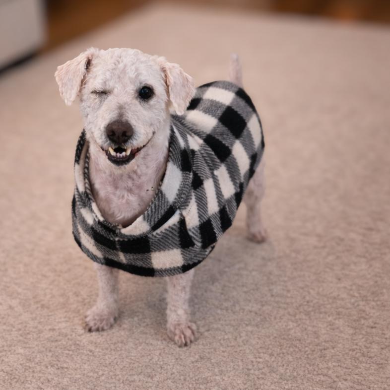 Alvin, a Adoptable Poodle in Phoenix, AZ image 2/2