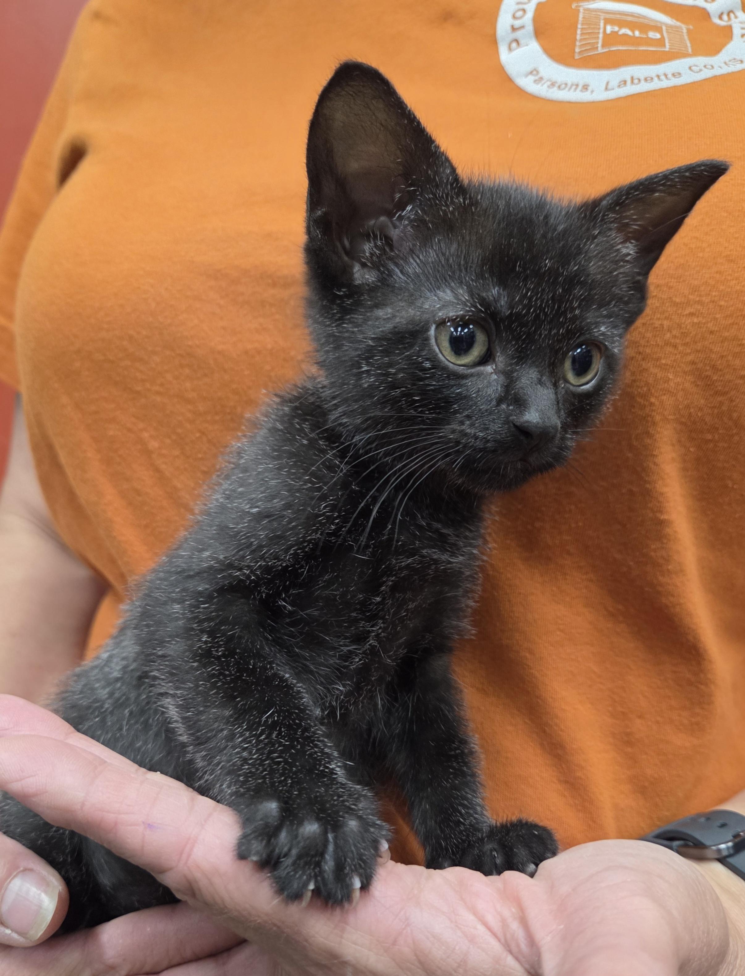 Enlarge Emerald, a ADOPTABLE Domestic Short Hair in Parsons, KS image 1/1