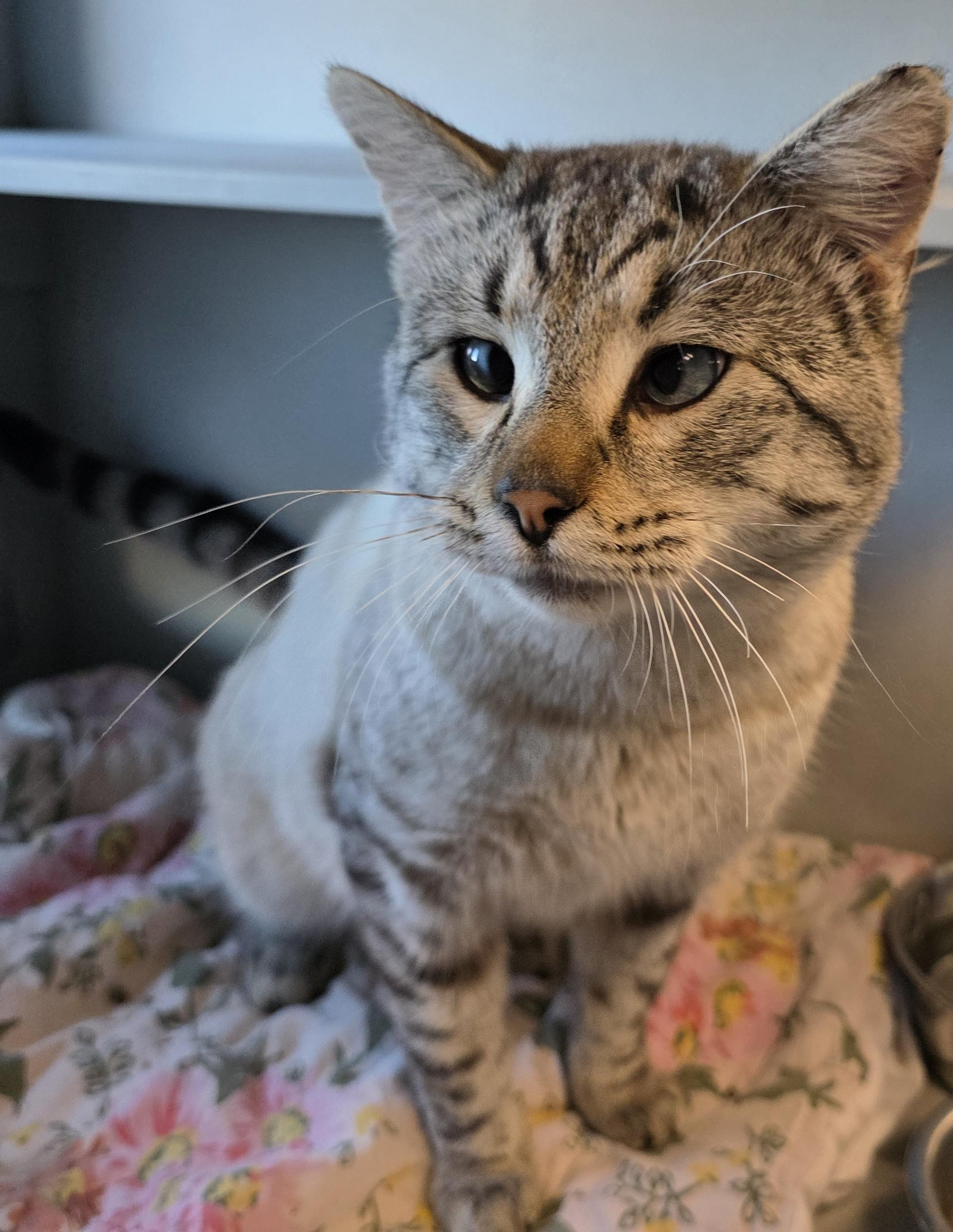 Enlarge Bumi, a ADOPTABLE mixed breed in Edgewood, NM image 3/4