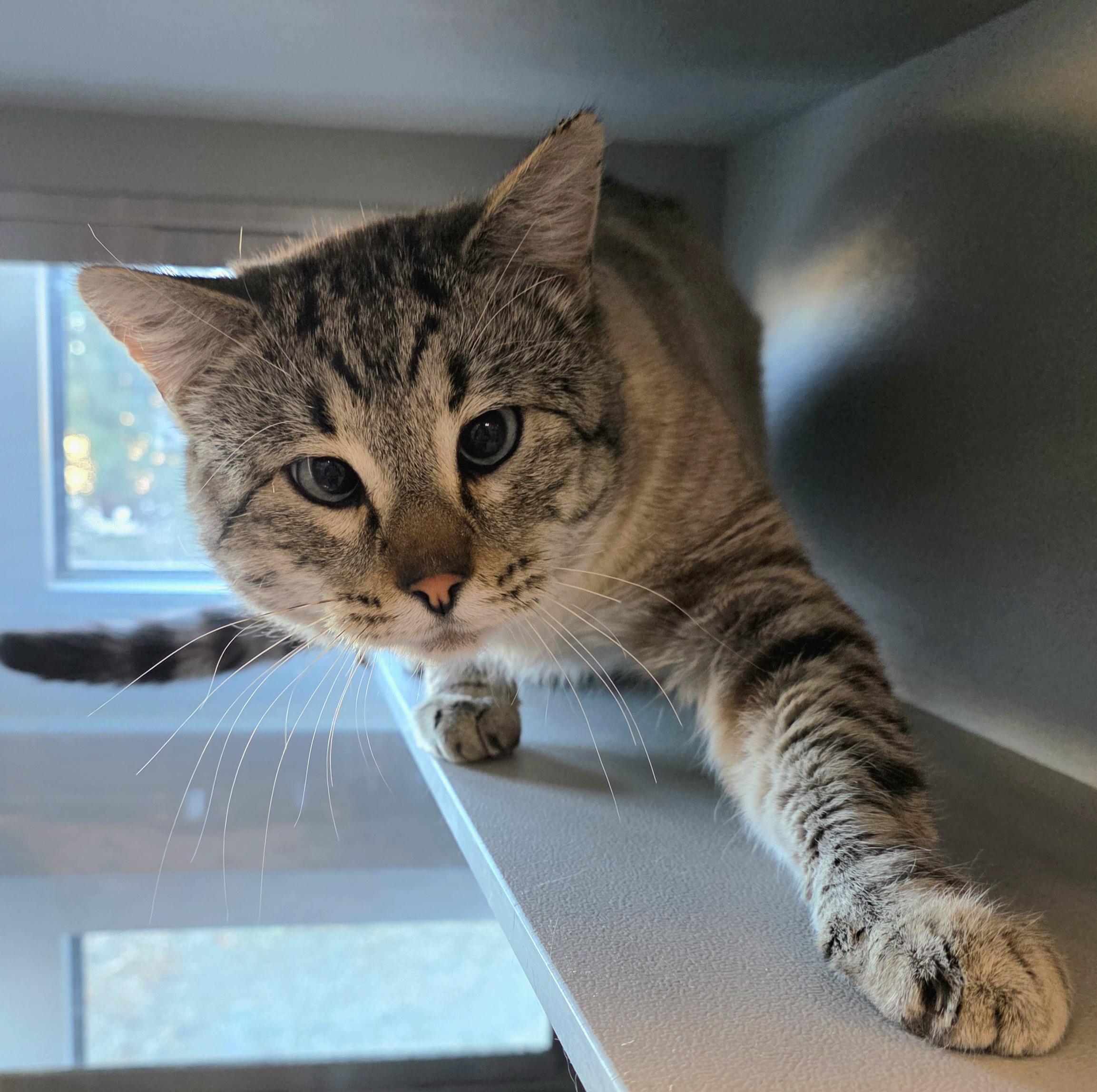 Enlarge Bumi, a ADOPTABLE mixed breed in Edgewood, NM image 1/4