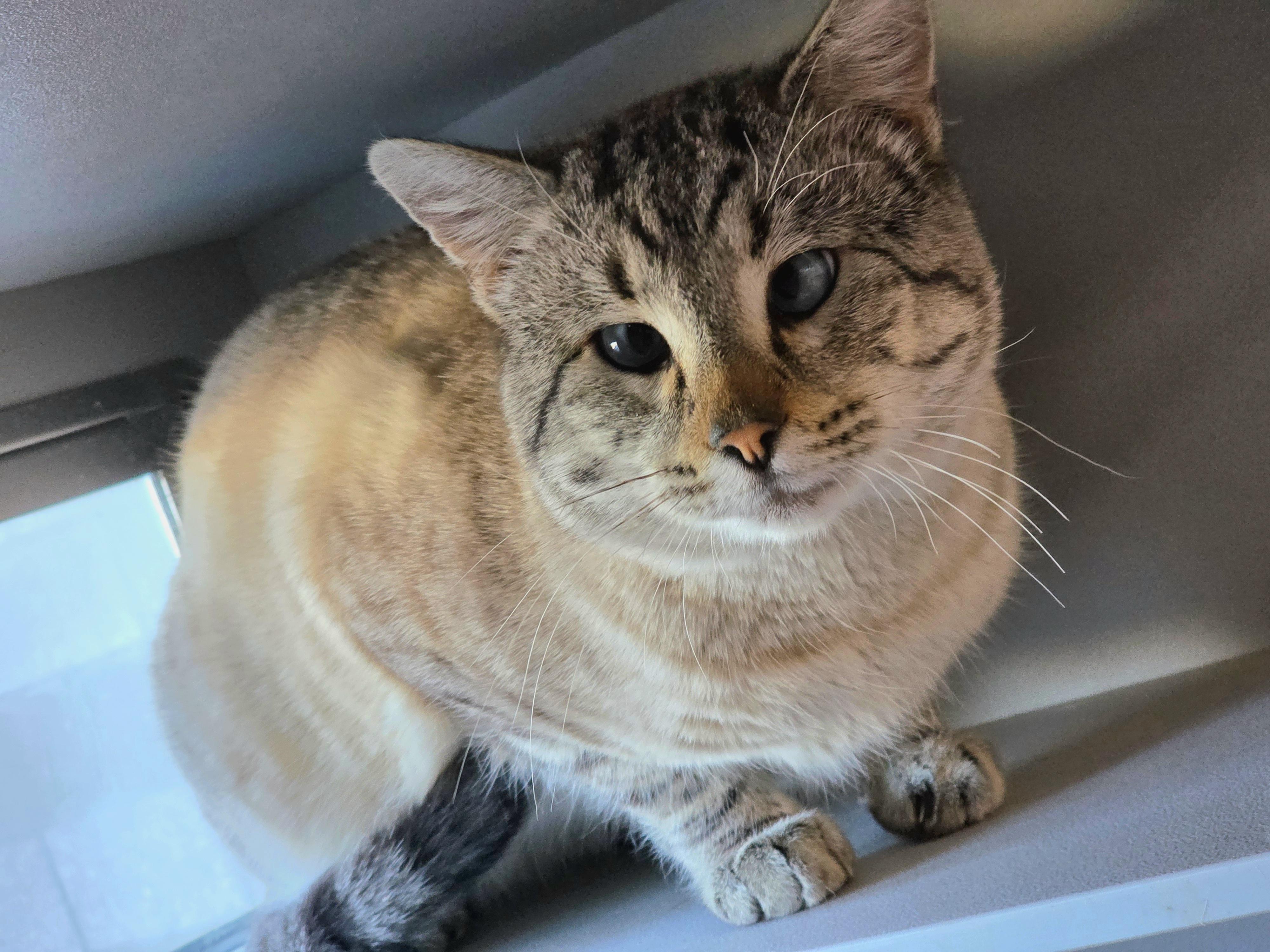 Enlarge Bumi, a ADOPTABLE mixed breed in Edgewood, NM image 4/4