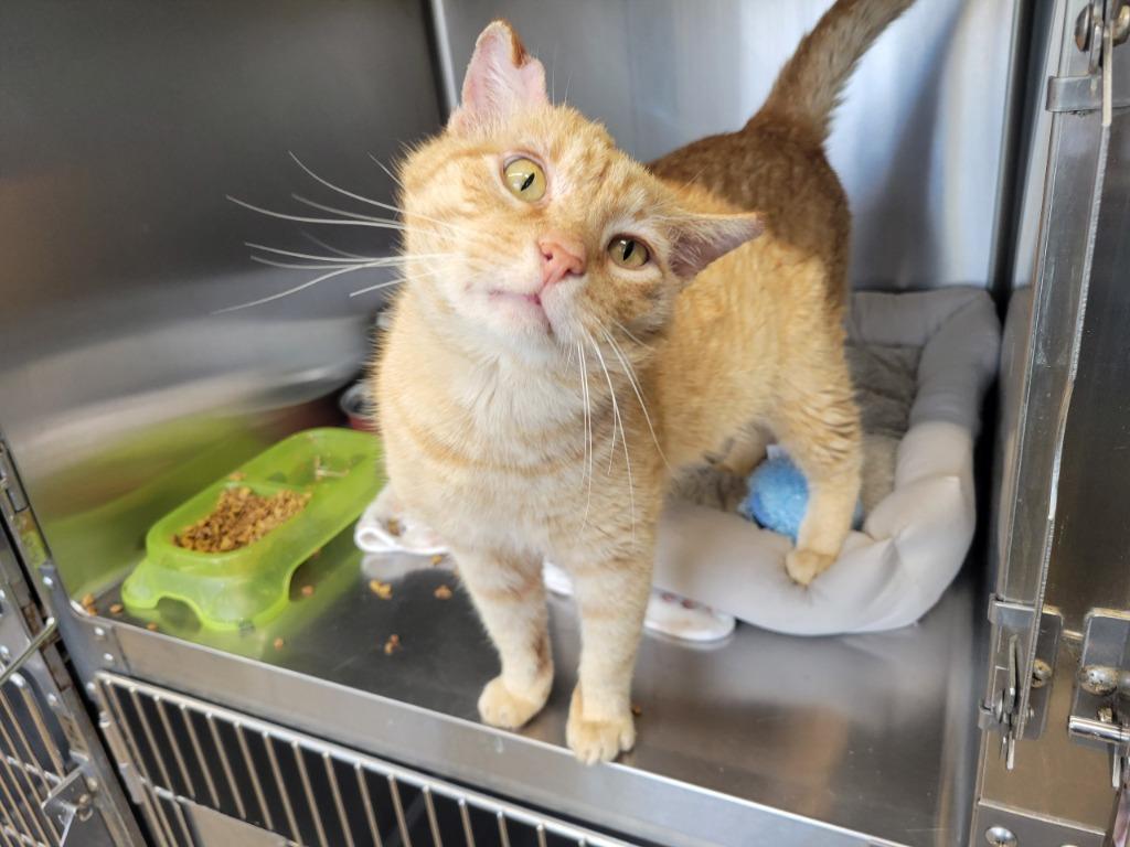 Enlarge Morris, a Adoptable mixed breed in Camden, TN image 1/1