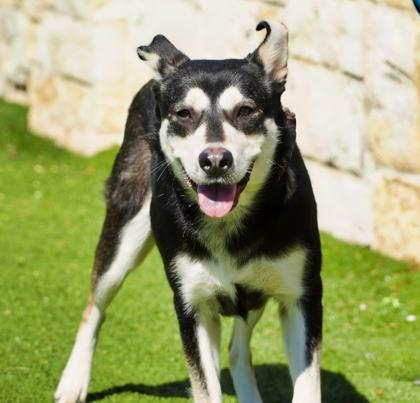 Rogue, Adoptable, Adult Female Siberian Husky & Mixed Breed.