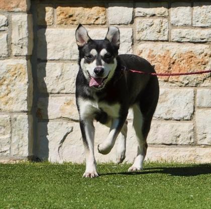 Enlarge Rogue, a Adoptable mixed breed in North Richland Hills, TX image 2/3