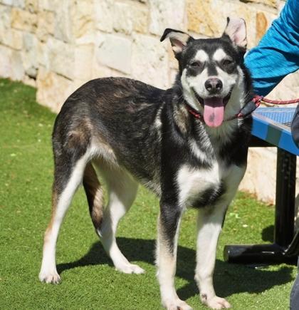 Enlarge Rogue, a Adoptable mixed breed in North Richland Hills, TX image 3/3
