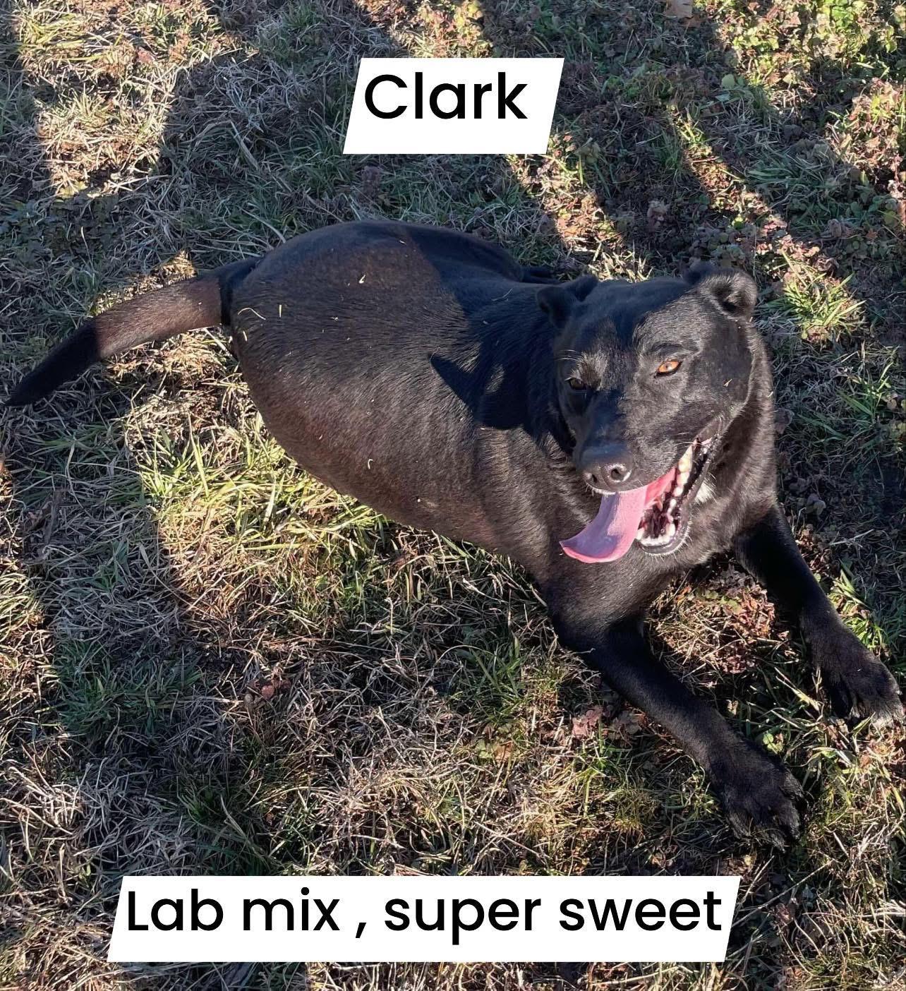 Enlarge Clark, a Adoptable mixed breed in Greenfield, TN image 1/1