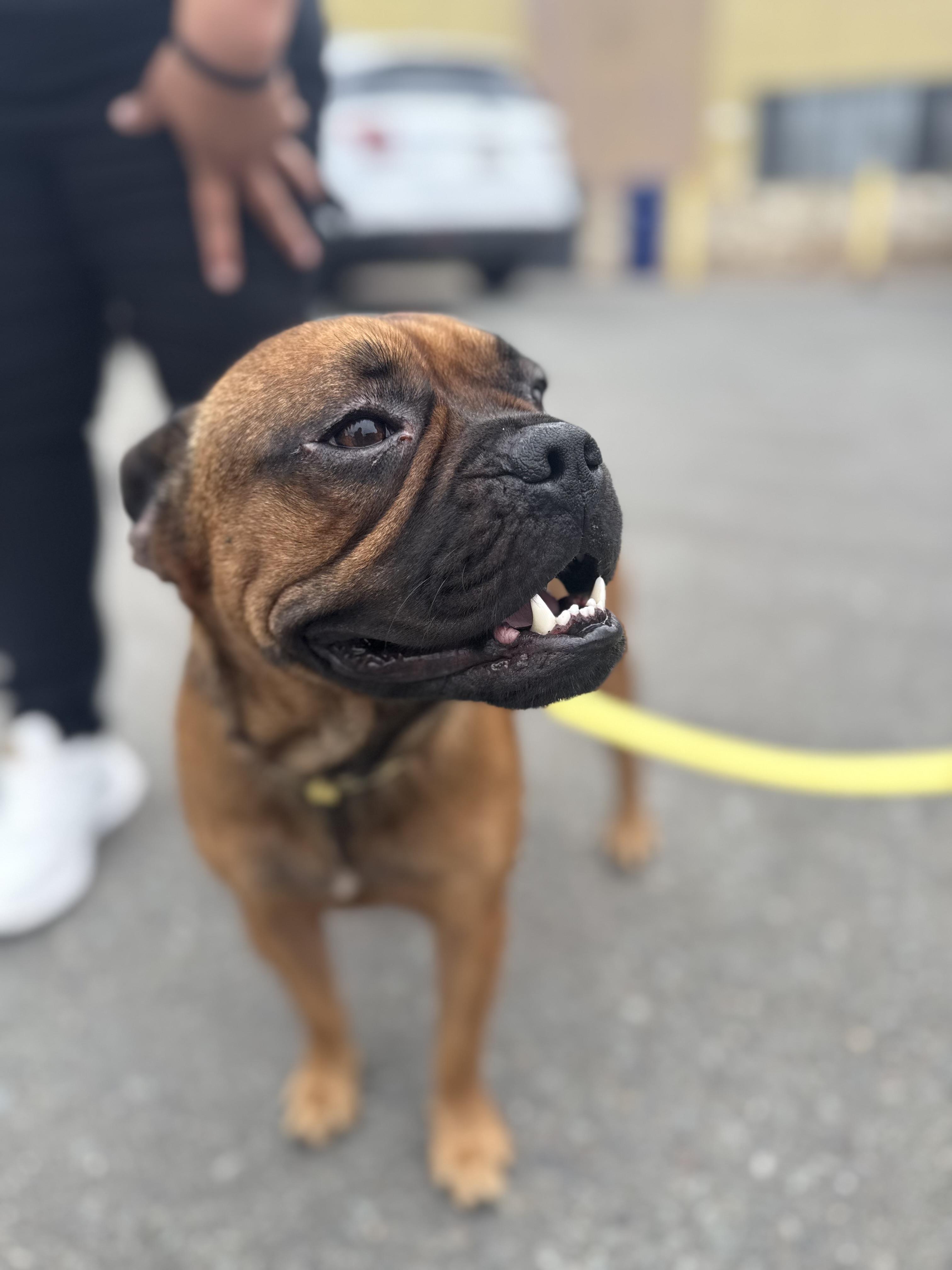 Tucker, Adoptable, Adult Male French Bulldog.