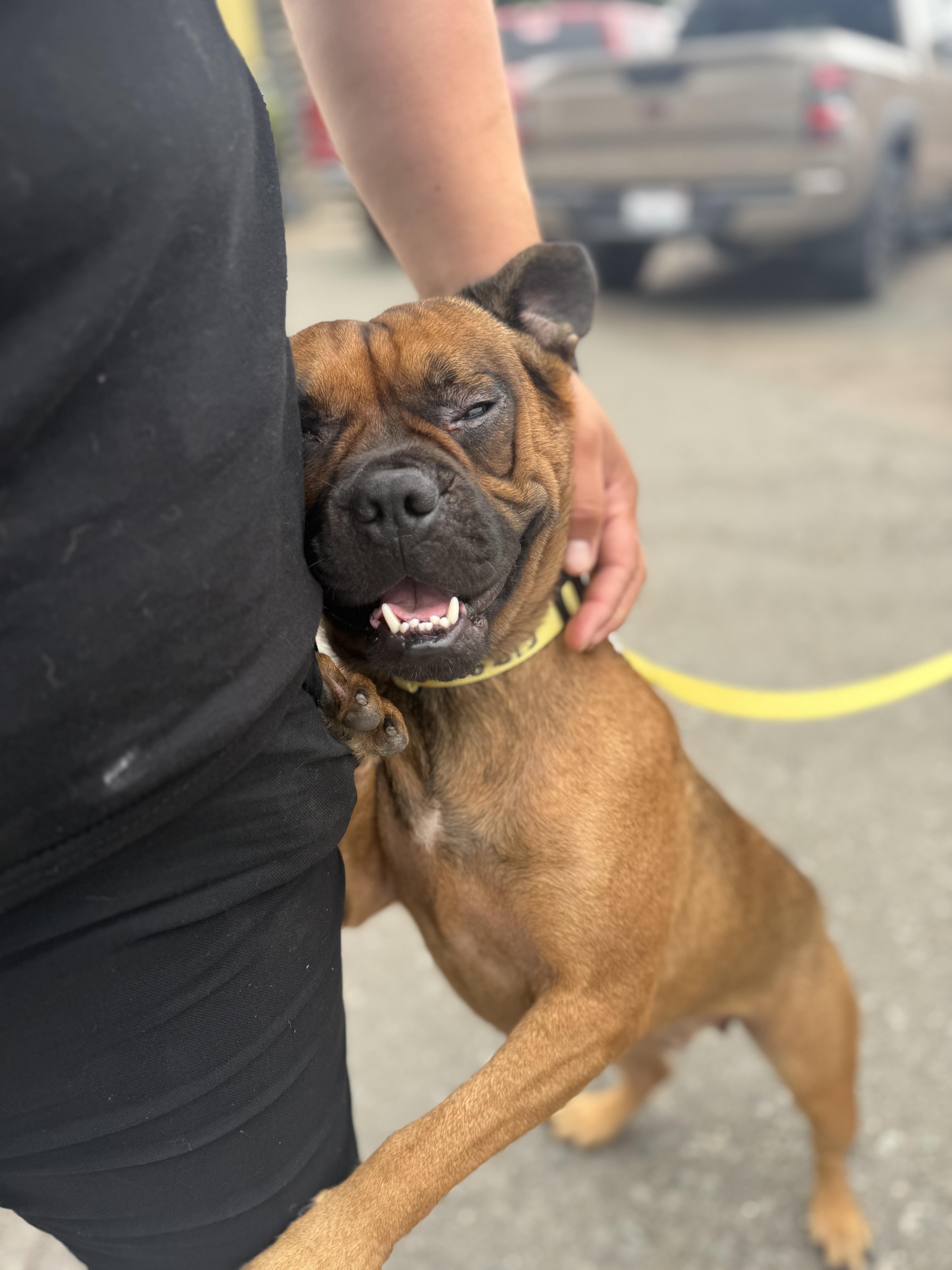 Enlarge Tucker, a Adoptable French Bulldog in San Diego, CA image 4/4