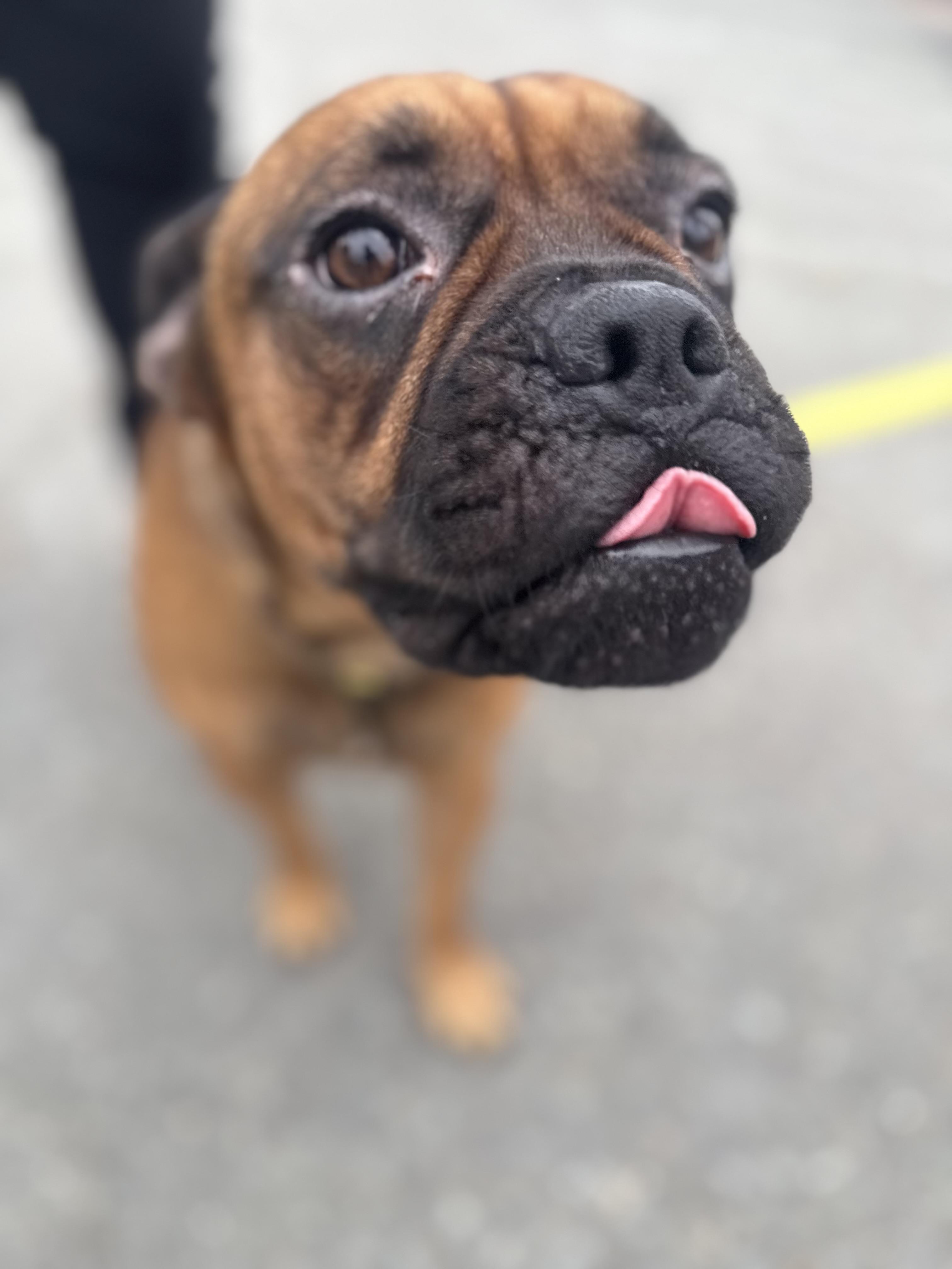 Enlarge Tucker, a Adoptable French Bulldog in San Diego, CA image 2/4