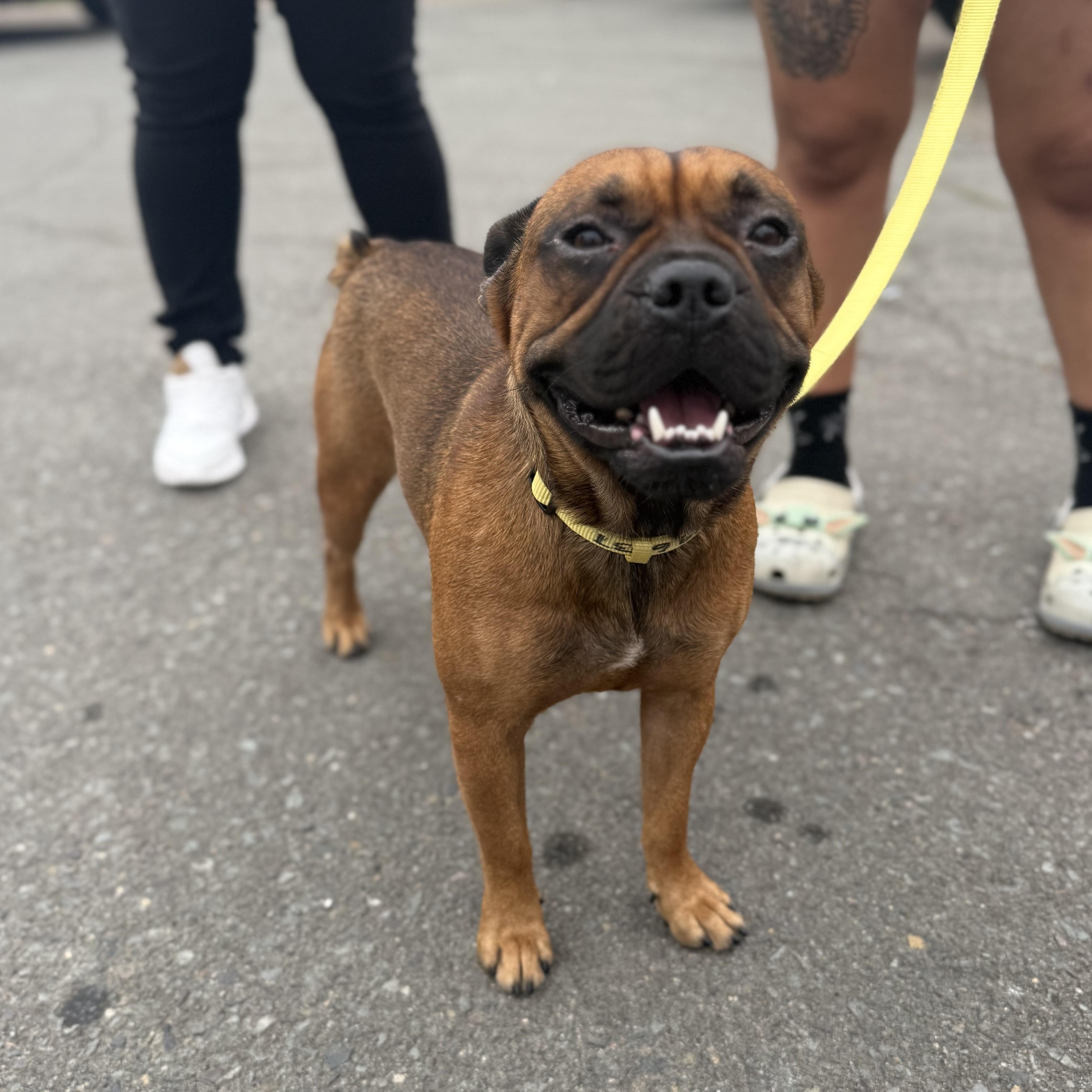 Enlarge Tucker, a Adoptable French Bulldog in San Diego, CA image 3/4