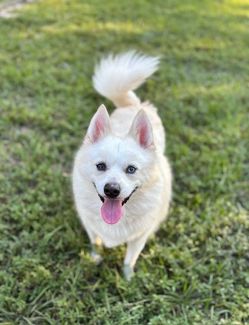 Loki, ADOPTABLE, Adult Male Pomsky.