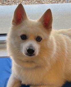 Loki, a ADOPTABLE Pomsky image 2/4