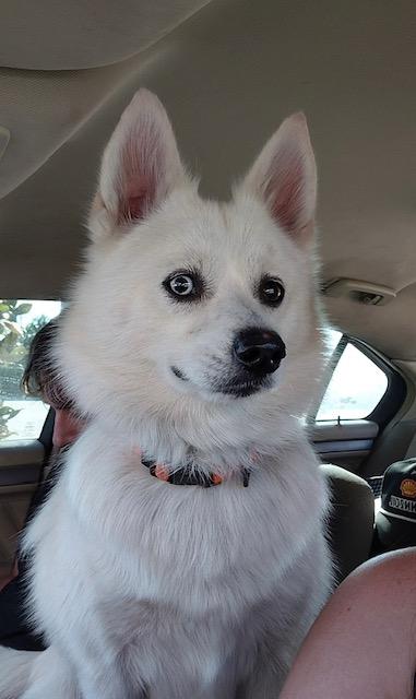 Loki, a ADOPTABLE Pomsky image 3/4