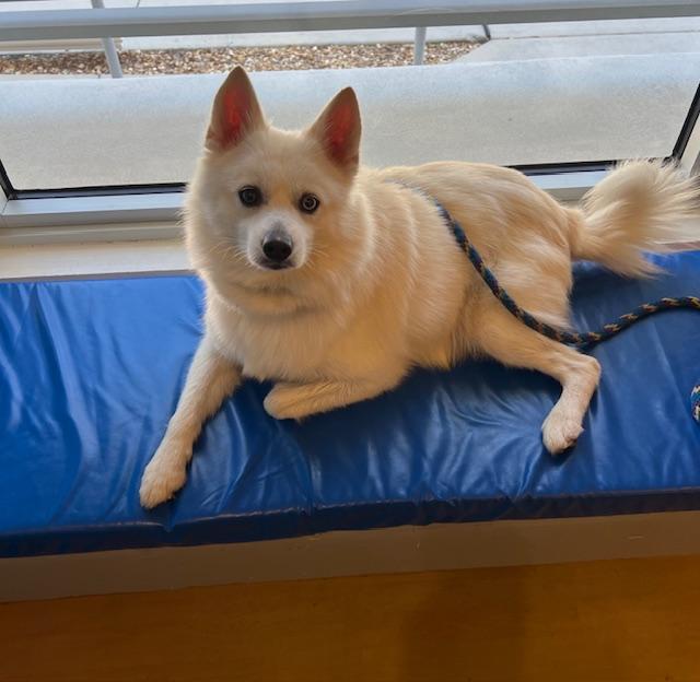 Loki, a ADOPTABLE Pomsky image 4/4