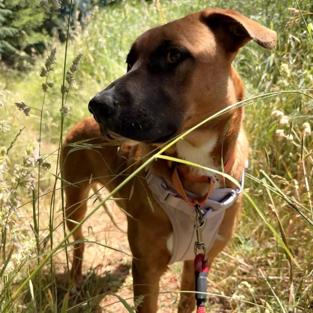 Echo, a Adoptable mixed breed in Port Angeles, WA image 1/3