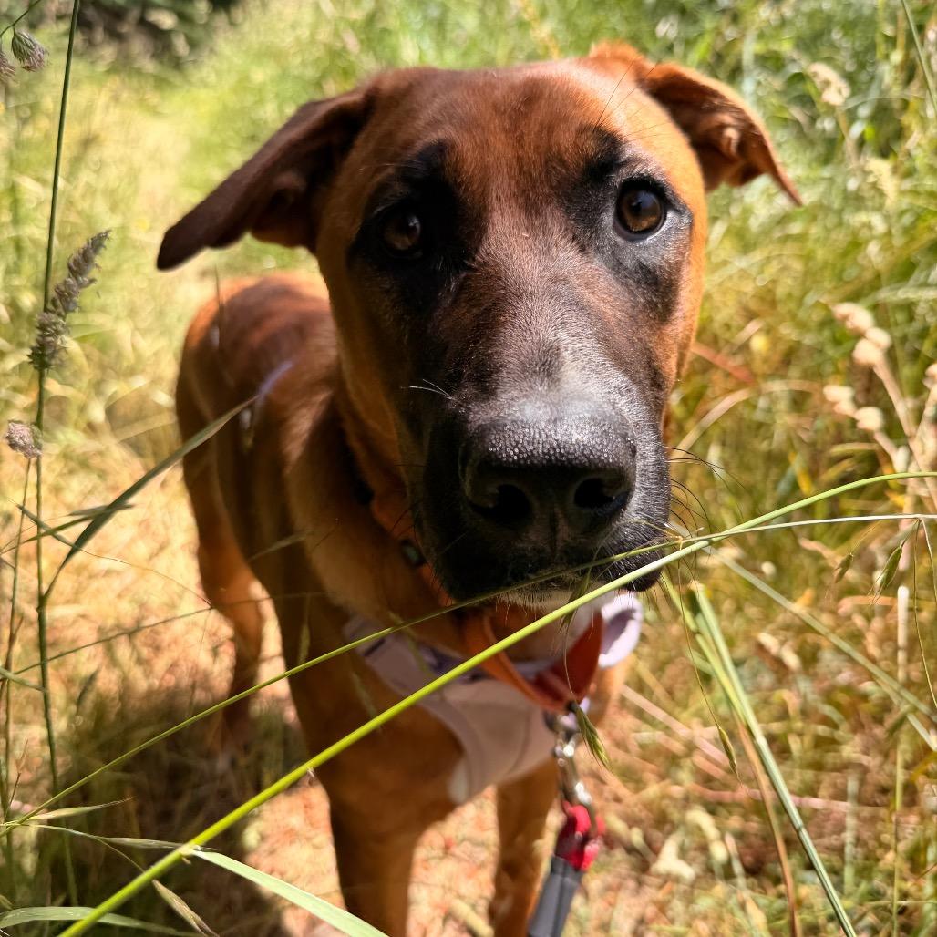 Echo, a Adoptable mixed breed in Port Angeles, WA image 2/3