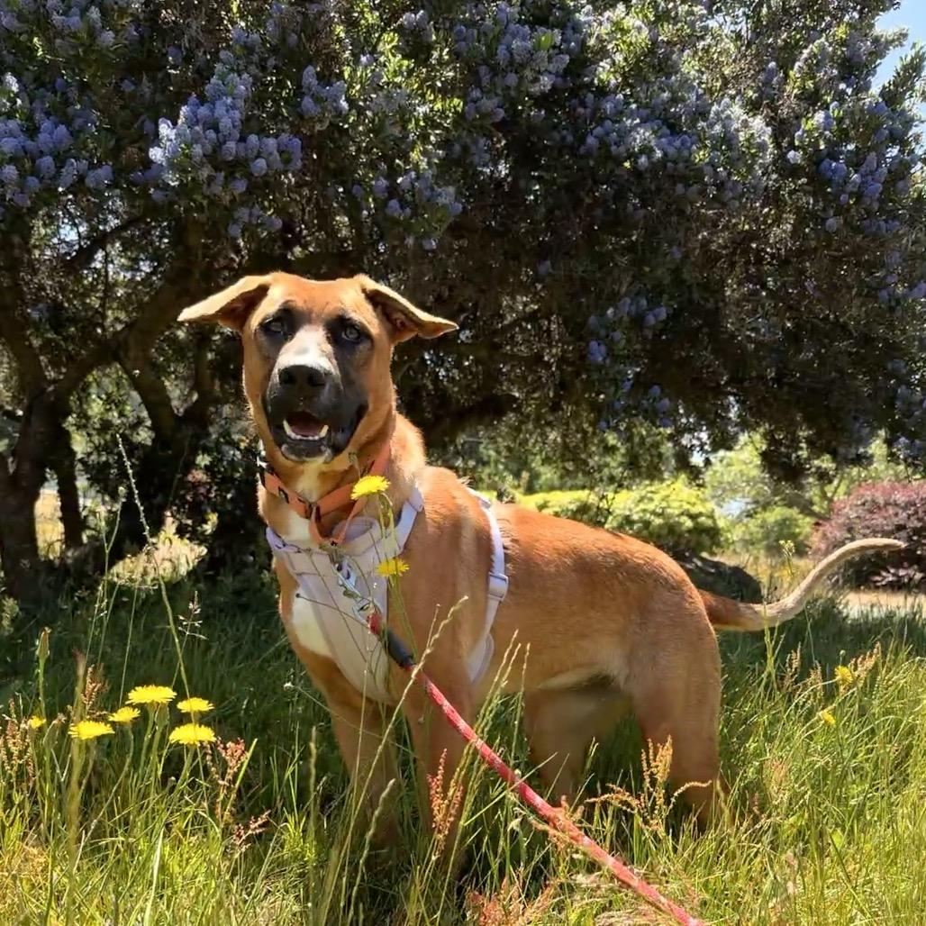 Echo, a Adoptable mixed breed in Port Angeles, WA image 3/3