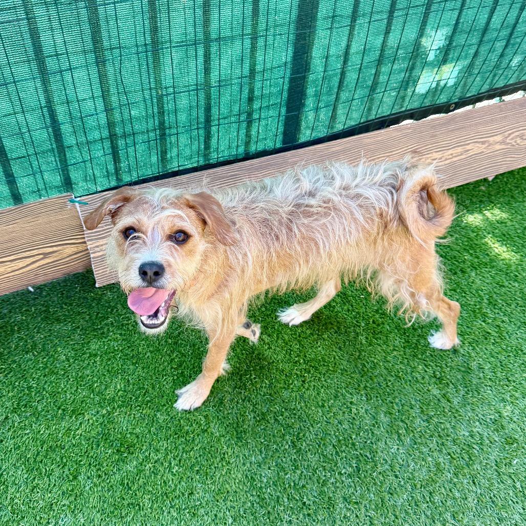 Enlarge Gabby, a Adoptable Terrier in Agoura Hills, CA image 1/4