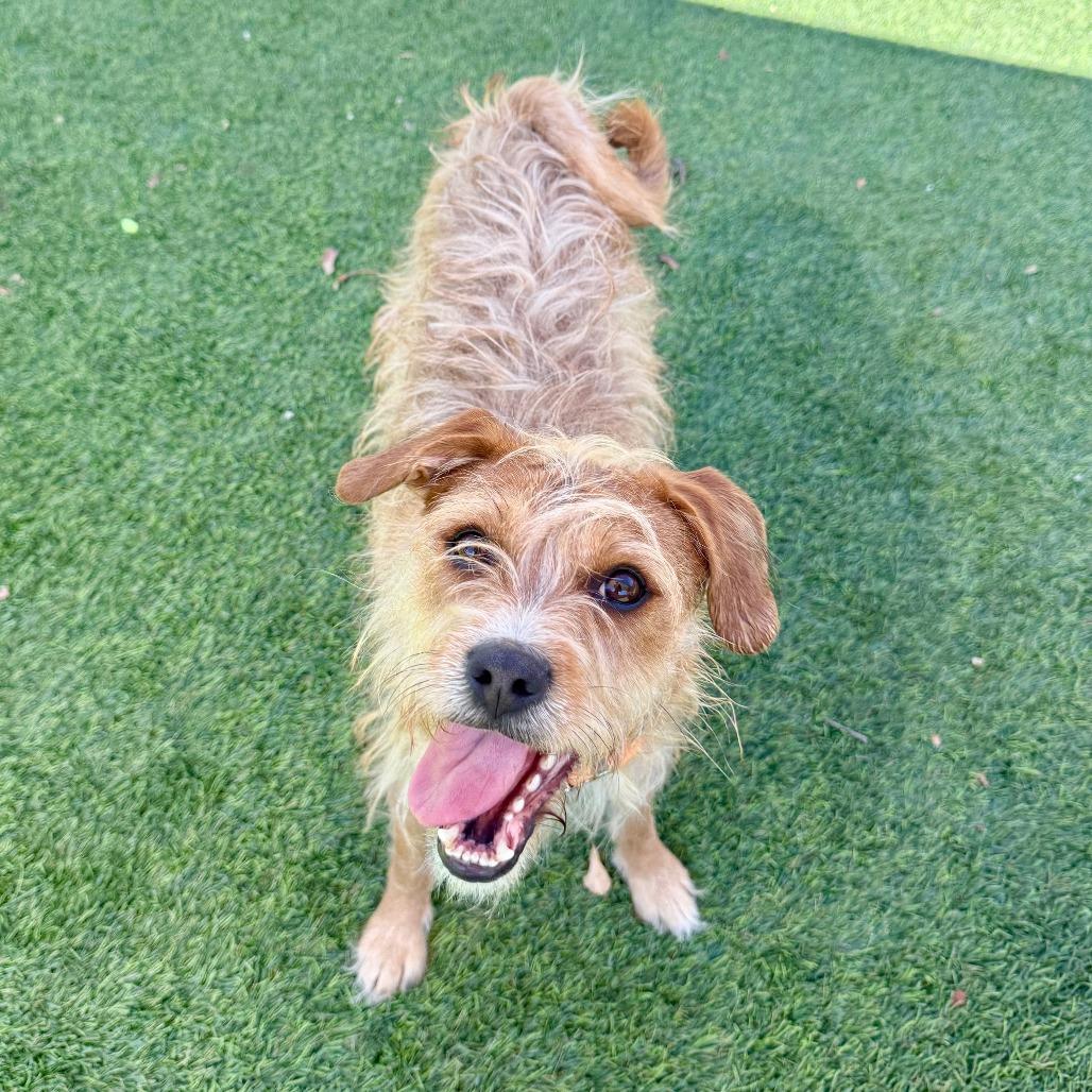 Enlarge Gabby, a Adoptable Terrier in Agoura Hills, CA image 3/4